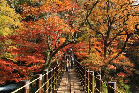 Fall In Ibaraki Prefecture Japan Pics
