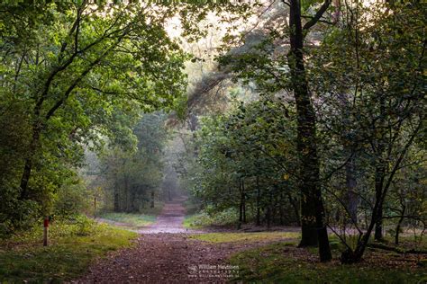 Photo Misty Forest Mood In Nature Reserve Vlakwater By William Mevissen