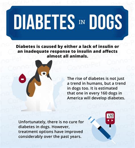 If your dog has been diagnosed with diabetes, you've. Dog Diabetes: How to Care for a Diabetic Dog | Canna-Pet