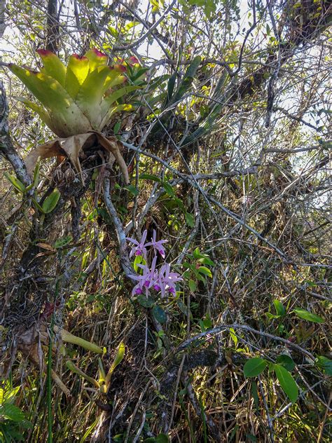 Cattleya Intermédia Habitat Variações Cattleya Wild Orchid Orchid Flower