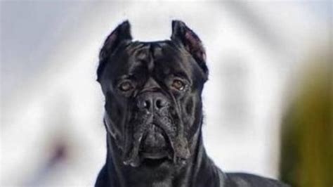 15 Cane Corso Memes Youll Find Too Cute The Dogman