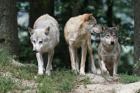 Photograph Of A Wolf Pack Explains ‘alpha Behavior Truth Or Fiction