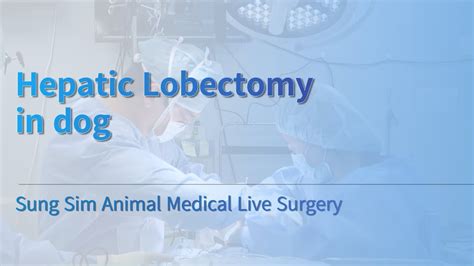 Warning Hepatic Lobectomy In Dog Sung Sim Animal Medical Live Surgery