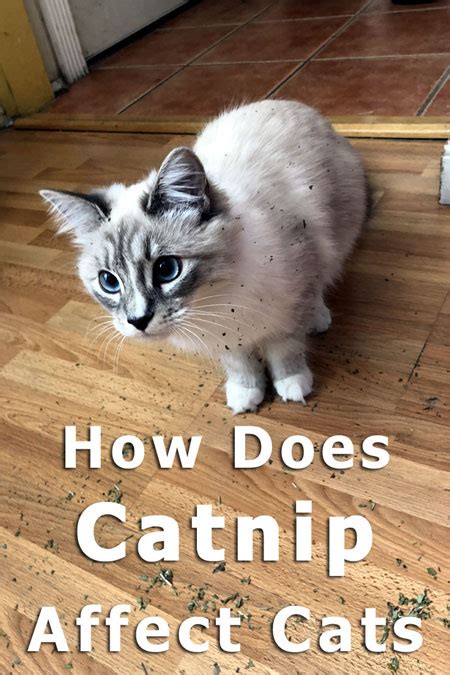 How Does Catnip Affect Cats 3 Actionable Ways Thecatsite