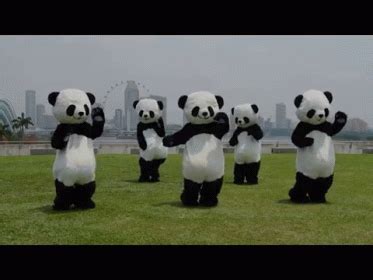 Panda Dance GIF Pandas Dancing Wtf Откриване и споделяне на GIF файлове