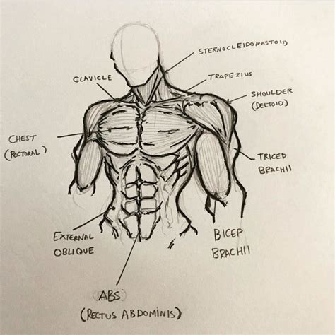 Anatomical Breakdown Of Male Upper Torso Body Reference Drawing
