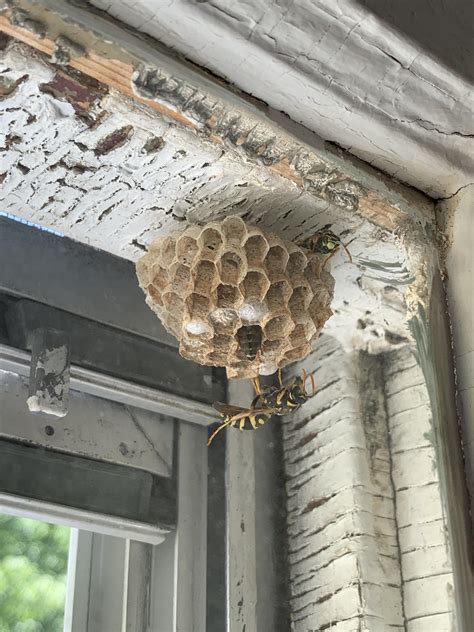 Wasp Nest Between Storm And Regular Window What To Do Rgardening