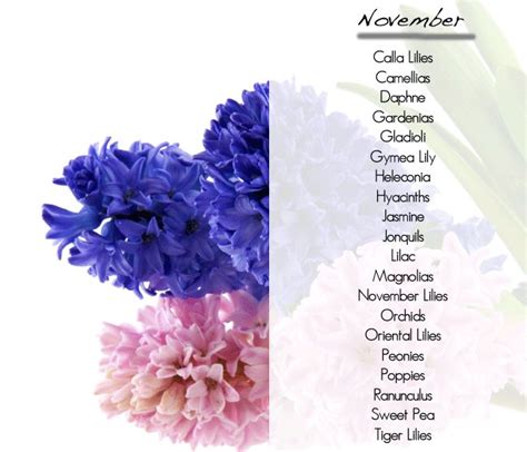 Maybe you would like to learn more about one of these? What flowers are in season, november | November wedding ...