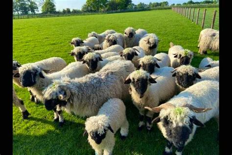 40 Pedigree Valais Blacknose Breeding Ewes Lambs Shearlings Rams