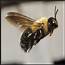 Apidae – Carpenter Bees Squash Blueberry Cuckoo