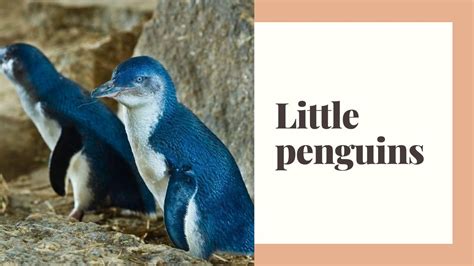 Best 10 Little Penguins Facts Food Behavior Lifespan Zoological World