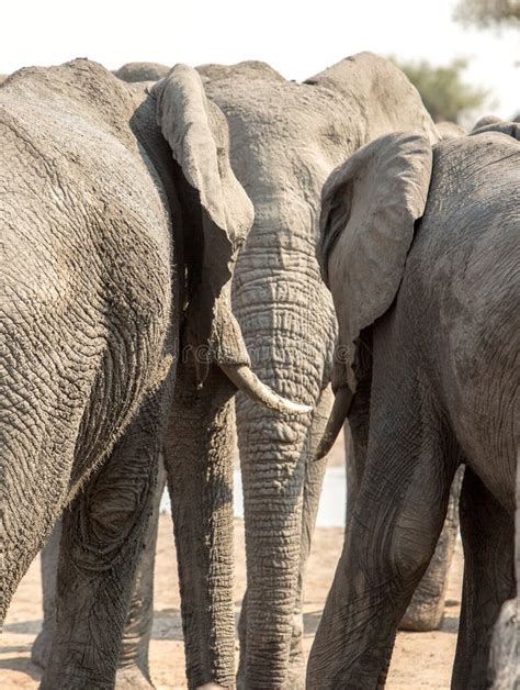 Three Elephants Walking Towards An Acacia Tree In Hwange National Park