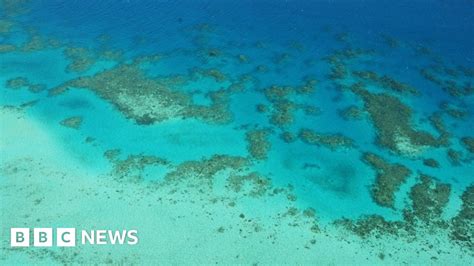 Rising Carbon Dioxide Levels Impair Coral Growth