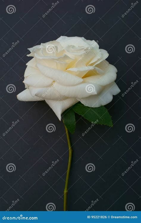 Elegant Single White Rose On A Black Background Stock Photo Image Of