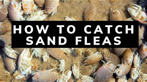 How To Catch Sand Fleas Youtube