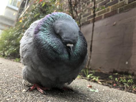 Close Up Of A Sleeping Pigeon Mildlyinteresting