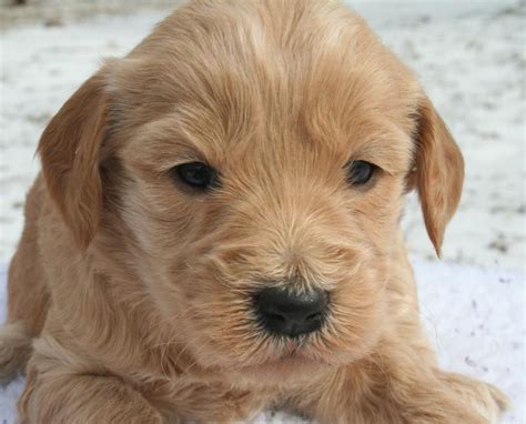 They are a medium sized dog with a friendly disposition towards family and strangers alike. Scarlet Double Doodle Puppies Jan10