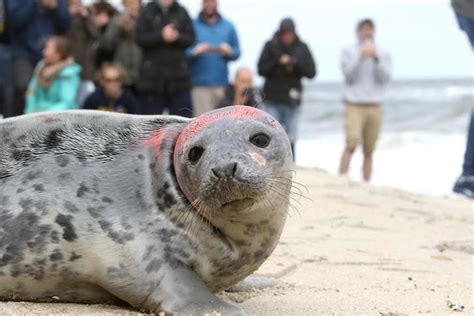 Seals Released At Sandy Hook Beach Wednesday Middletown Nj Patch
