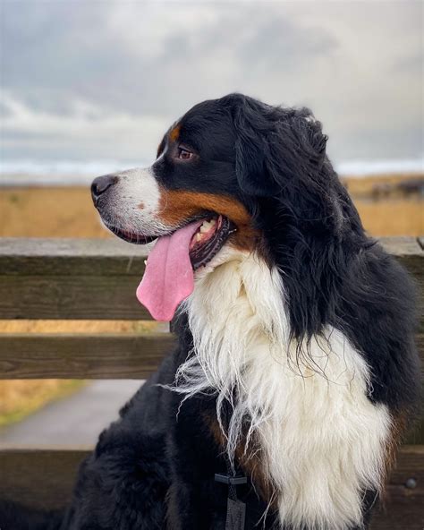 6 Reasons You Need A Bernese Mountain Dog — Kevin The Berner