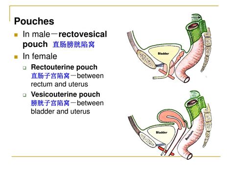 Ppt The Peritoneum 腹膜 Powerpoint Presentation Free Download Id746252