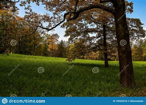 Majestic Particolored Forest With Sunny Beams Natural Park Dramatic