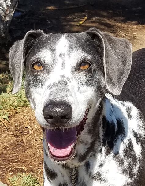 Blue pitbull puppies for sale near me. Adopt Jamie on Petfinder | Dalmatian mix, Pitbull terrier ...