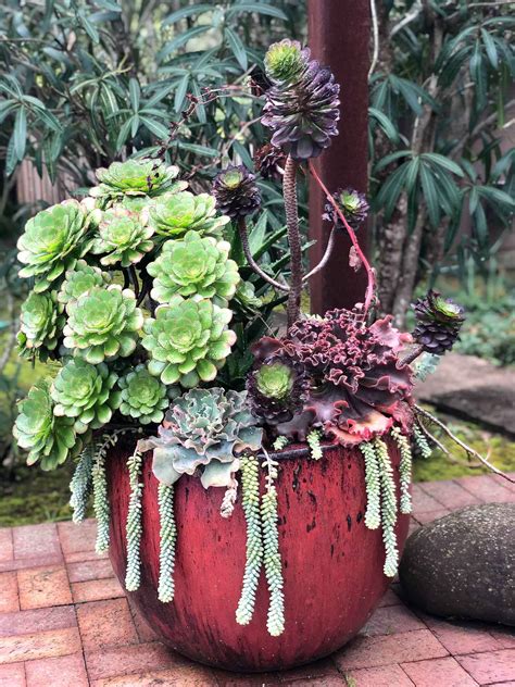 How To Care For Aeoniums Outdoor Planters Outdoor Gardens Indoor