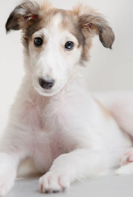 Borzoi Puppy Borzoi Puppy Dog Breeds Borzoi Dog