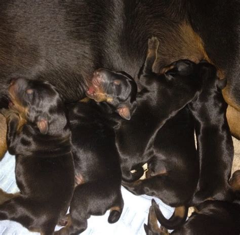 Doberman Newborn Puppies