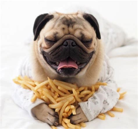 Dogs happen to like veggies and fruits, and it is a magnificent idea to enrich their diet with those. 13 Pets Enjoying a Delicious Cheat Day