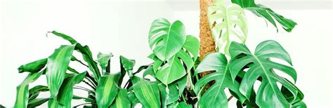 Choose the inside shrubs for their visual impact, fragrance, fall color and other desirable features. How to reduce echoes in a room for video recordings - DIY ...