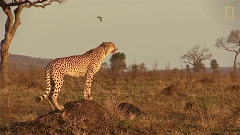 Animal 101 Cheetahs National Geographic Society