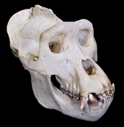 Gorilla Anatomy - Gorilla Facts and Information