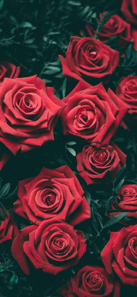 49 Beautiful Rose Iphone Wallpaper Hd Quality