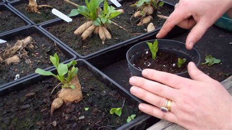 How To Take Dahlia Cuttings Youtube