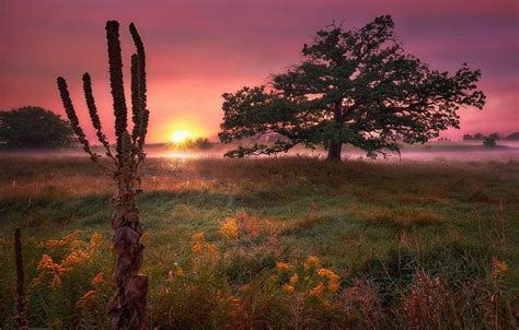 Trees Field Sunrise Wildflowers Mist Grass Morning Clouds Pink Yellow
