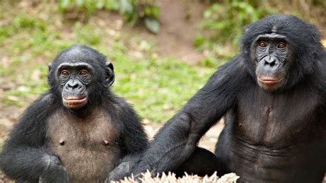 Bbc Earth Do Bonobos Really Spend All Their Time Having Sex
