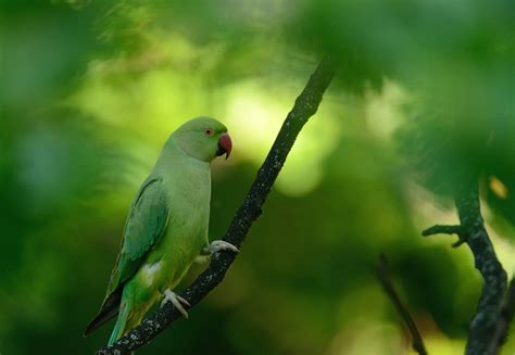 Macro Animals Parrot Birds Wallpapers Hd Desktop And Mobile