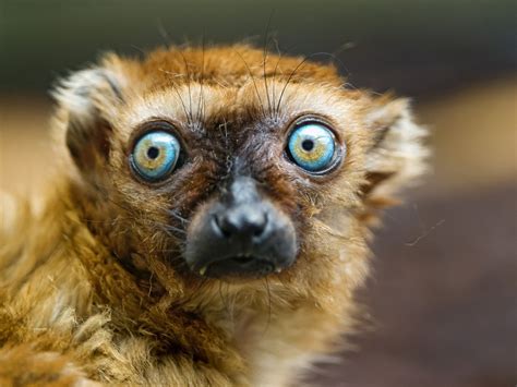 11 Animals With The Coolest Looking Eyes On The Planet