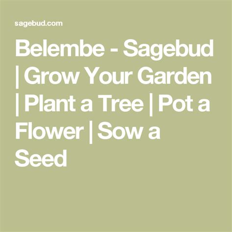 Belembe Sagebud Grow Your Garden Plant A Tree Pot A Flower