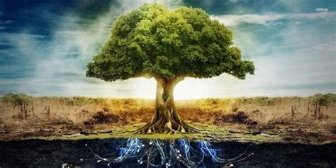 Árvore da Vida os significados celta e bíblico greenMe