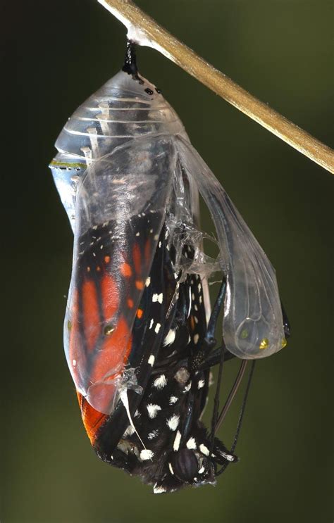 All Of Nature Monarch Butterfly Emerging From Chrysalis Butterfly