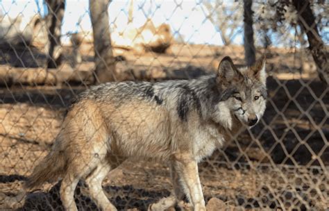 Mexican Gray Wolf Population Continues To Expand Growing By 14 In