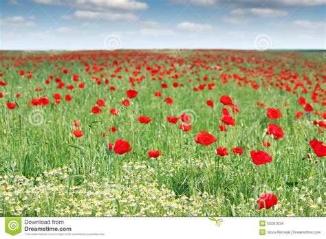 Red Poppy Flowers Field Stock Photo Image Of Nature