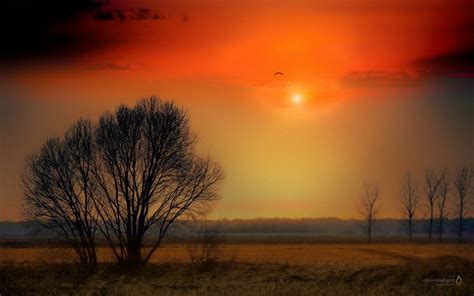wallpaper-sunlight,-trees,-sunset,-nature,-field,-sunrise,-evening,-mist,-sun,-sun-rays
