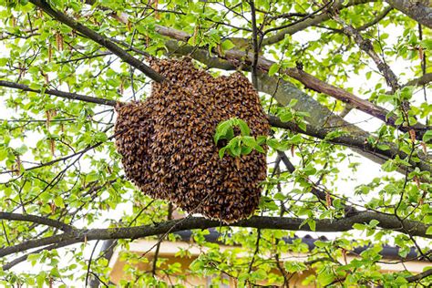 10300 Bee Hives In Trees Stock Photos Pictures And Royalty Free Images