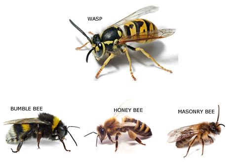 Wasp And Bee Id Chart No Nonsense Pest Control