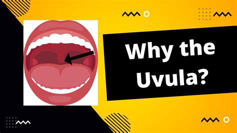 Why The Uvula Youtube