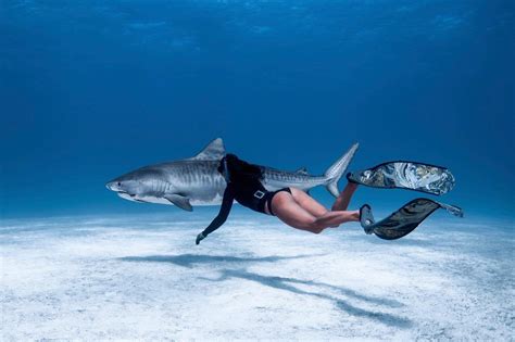 Diver Swimming With A Tiger Shark Natureismetal