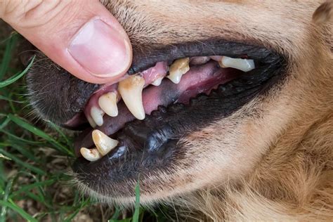 How Do Dogs Break Teeth